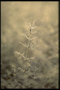 424089 Dew covered Grass At Dawn, Quebec, Canada. A4 Photo Print