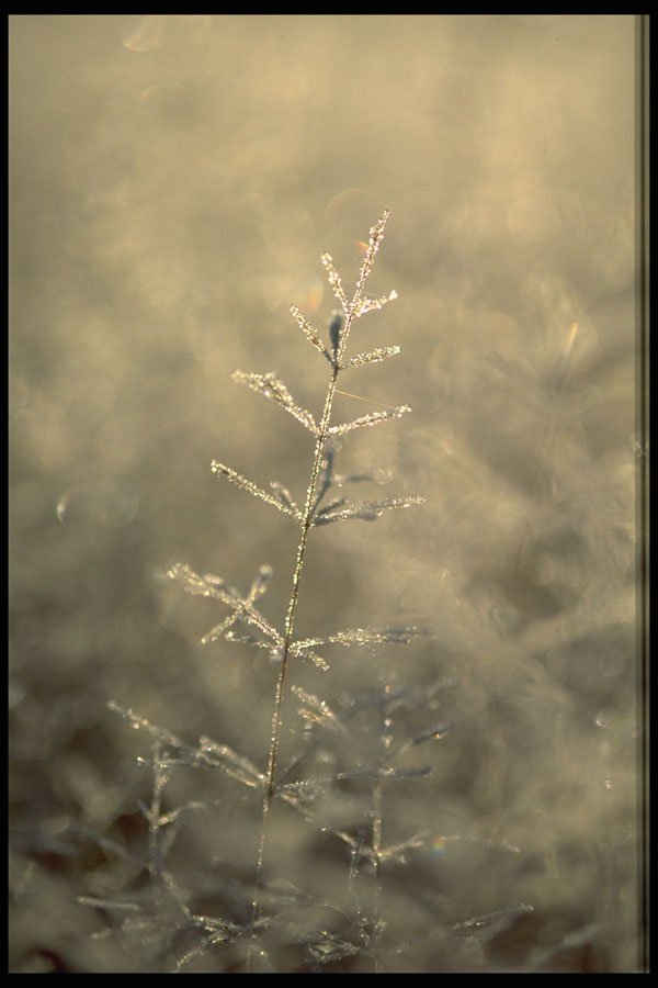 424089 Dew covered Grass At Dawn, Quebec, Canada. A4 Photo Print