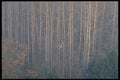 424090 Aspens At Dawn, Quebec, Canada. A4 Photo Print