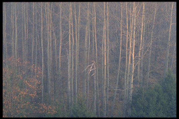 424090 Aspens At Dawn, Quebec, Canada. A4 Photo Print