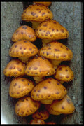 424091 Fungus Cluster On A Dead Tree, Quebec, Canada. A4 Photo Print