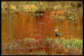 424092 Mallards And Reflection Of Autumn Foliage, Quebec, Canada. A4 Photo Print