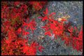 424093 Blueberry Leaves And Lichens, Quebec, Canada. A4 Photo Print