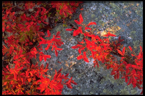 424093 Blueberry Leaves And Lichens, Quebec, Canada. A4 Photo Print