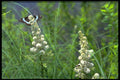 424094 Butterfly And Meadowsweet, Quebec, Canada. A4 Photo Print