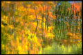 424095 Grass And Reflection Of Autumn Foliage, Quebec, Canada. A4 Photo Print