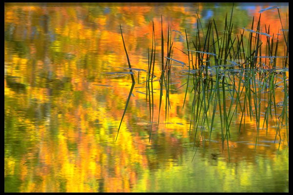 424095 Grass And Reflection Of Autumn Foliage, Quebec, Canada. A4 Photo Print
