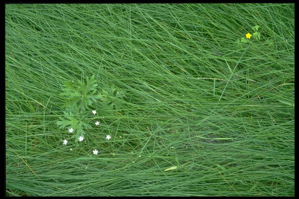 424096 Starflowers And Grass, Quebec, Canada A4 Photo Print