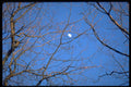424097 Moon And Maple Branches, Quebec, Canada. A4 Photo Print