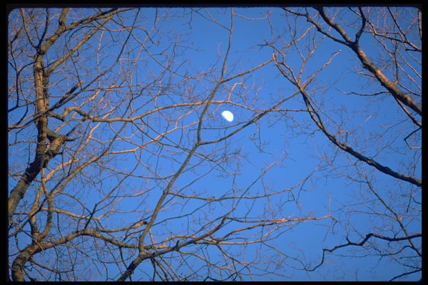 424097 Moon And Maple Branches, Quebec, Canada. A4 Photo Print