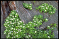 424098 Dogwood Flowers, Quebec, Canada. A4 Photo Print