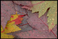 424099 Maple Leaves, Quebec, Canada. A4 Photo Print