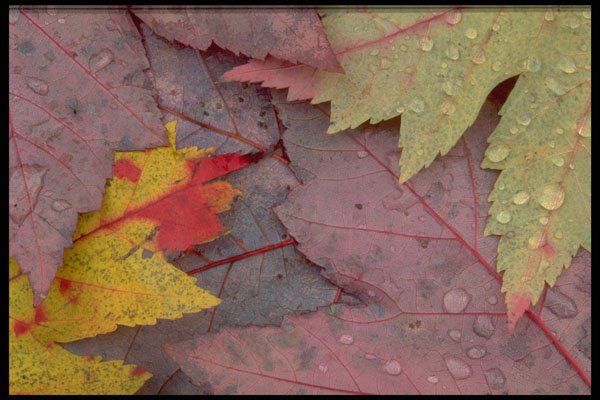 424099 Maple Leaves, Quebec, Canada. A4 Photo Print