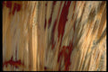 426008 Agatized Petrified Wood A4 Photo Print