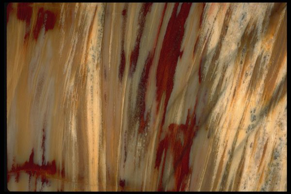 426008 Agatized Petrified Wood A4 Photo Print