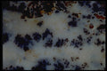426014 Black Moss Agate A4 Photo Print