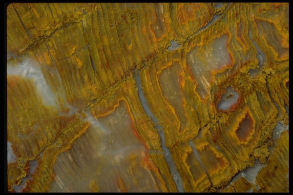 426022 Petrified Wood A4 Photo Print