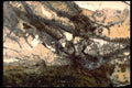 426038 Moss Agate, Black And White A4 Photo Print