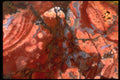 426039 Spherical And Fractured Jasper A4 Photo Print
