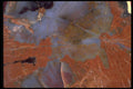 426041 Agatized Petrified Wood A4 Photo Print