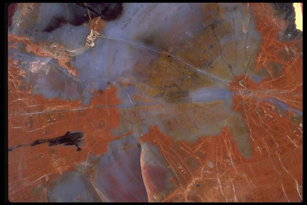 426041 Agatized Petrified Wood A4 Photo Print