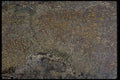 426043 Agatized Fossil Bone A4 Photo Print