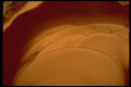 426044 Brown Agate A4 Photo Print