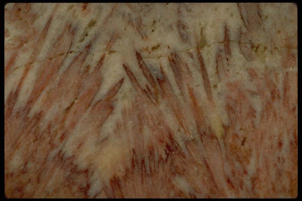 426047 Brown And White Agate A4 Photo Print