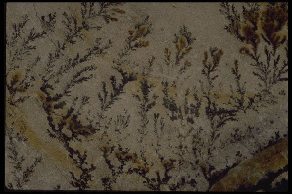 426054 Manganese Dendrites A4 Photo Print