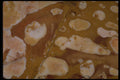 426060 White Spherules In Brown Agate A4 Photo Print
