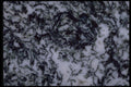 426077 Black And White Agate A4 Photo Print
