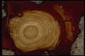426078 Bull's eye Agate A4 Photo Print