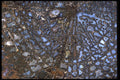 426080 Agatized Fossil Bone A4 Photo Print