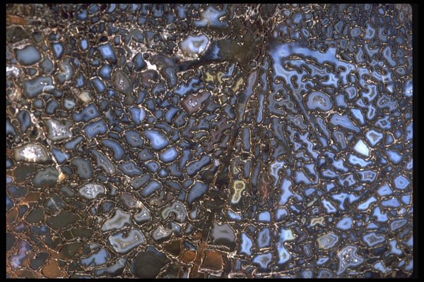 426080 Agatized Fossil Bone A4 Photo Print