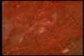 426083 Jasper A4 Photo Print