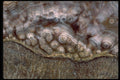 426087 Pisolitic Agate A4 Photo Print