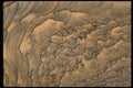 426096 Agatized Sandstone A4 Photo Print
