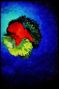 427000 Red Sea Anemone A4 Limited Edition Watercolour Print