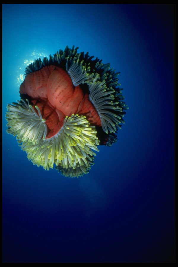 427000 Red Sea Anemone A4 Photo Print