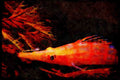 427001 Long nosed Hawkfish, Red Sea A4 Limited Edition Watercolour Print