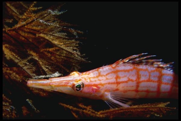 427001 Long nosed Hawkfish, Red Sea A4 Photo Print