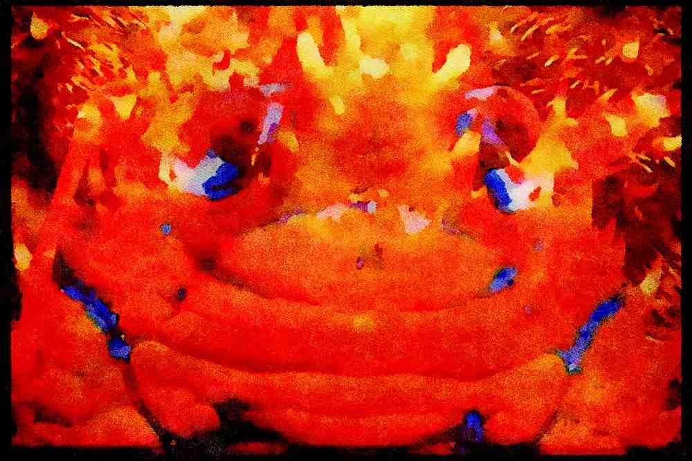 427002 Squat Lobster A4 Limited Edition Watercolour Print