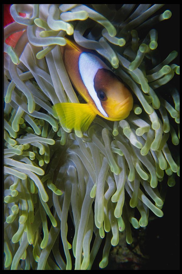 427003 Clown Fish, Red Sea A4 Photo Print