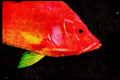 427004 Squirrel Fish, Red Sea A4 Limited Edition Watercolour Print
