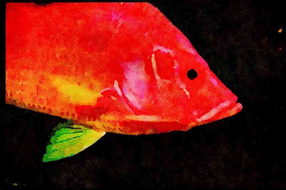 427004 Squirrel Fish, Red Sea A4 Limited Edition Watercolour Print