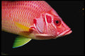 427004 Squirrel Fish, Red Sea A4 Photo Print