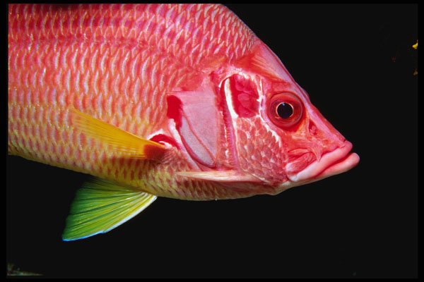 427004 Squirrel Fish, Red Sea A4 Photo Print