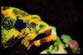 427005 Grouper, Red Sea A4 Limited Edition Watercolour Print