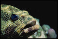 427005 Grouper, Red Sea A4 Photo Print