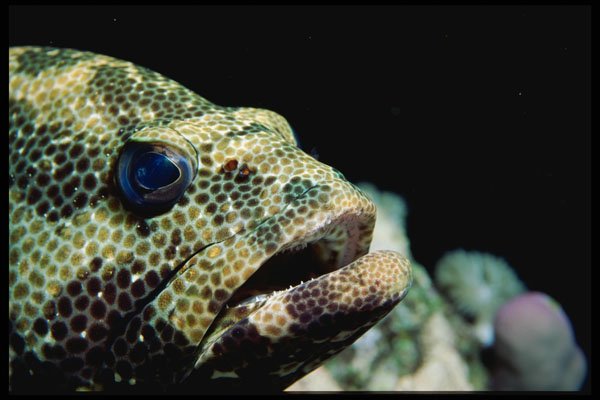 427005 Grouper, Red Sea A4 Photo Print